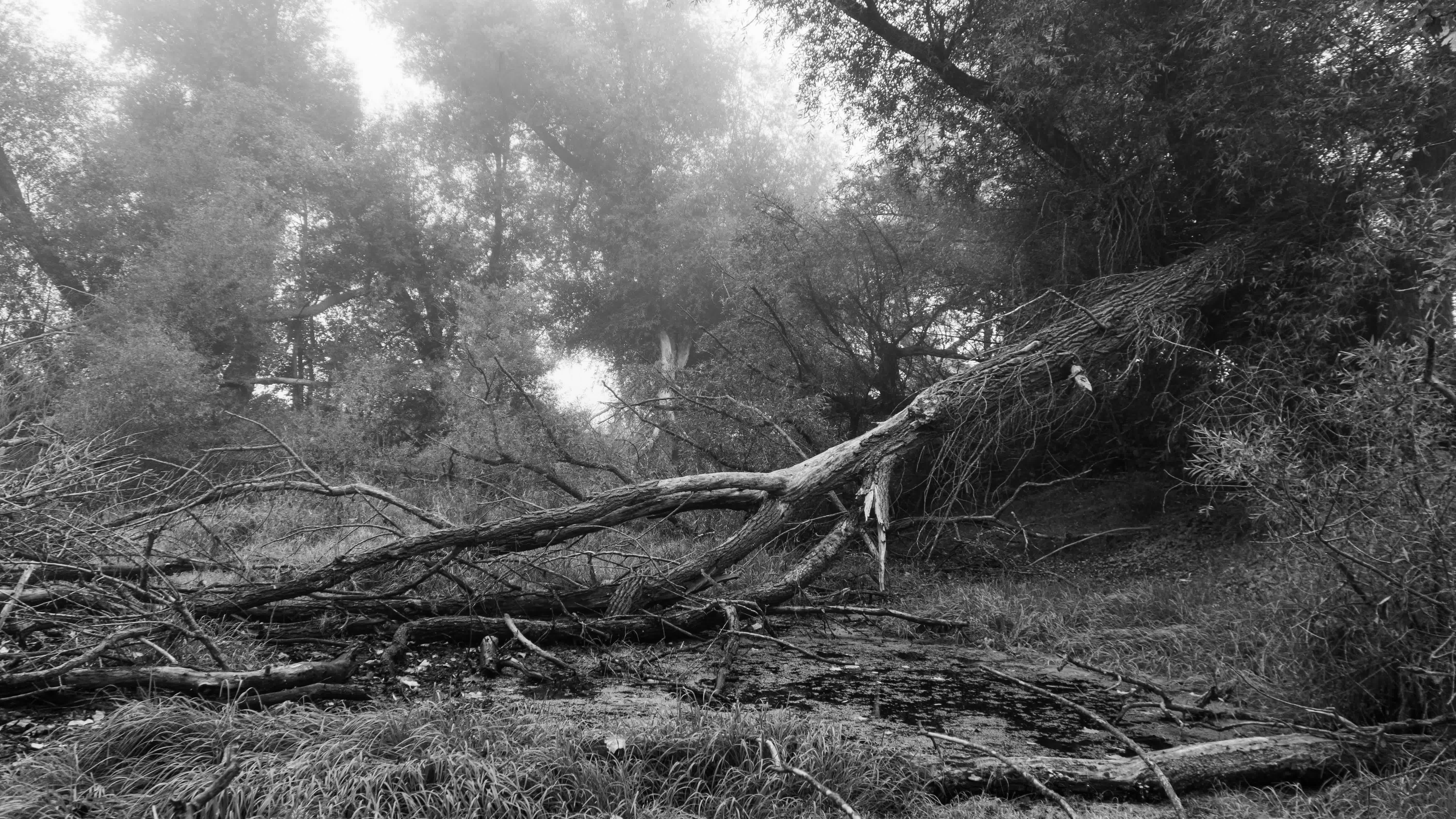 Umgefallener, toter Baum in moorähnlicher Umgebung in schwarz-weiß