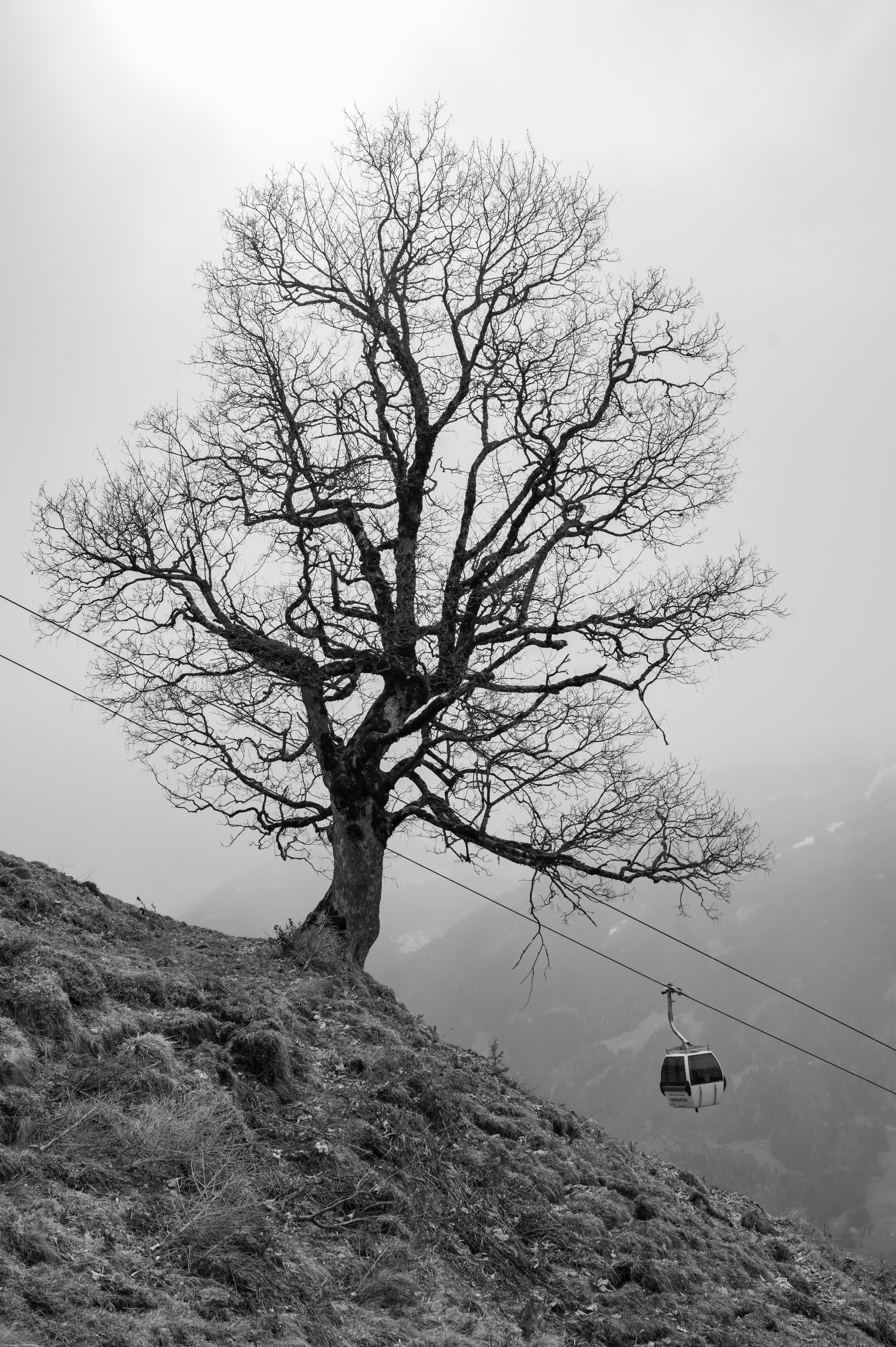 Baum ohne Blätter an einem Gebirgshang mit Seilbahn im Hintergrund in schwarz-weiß