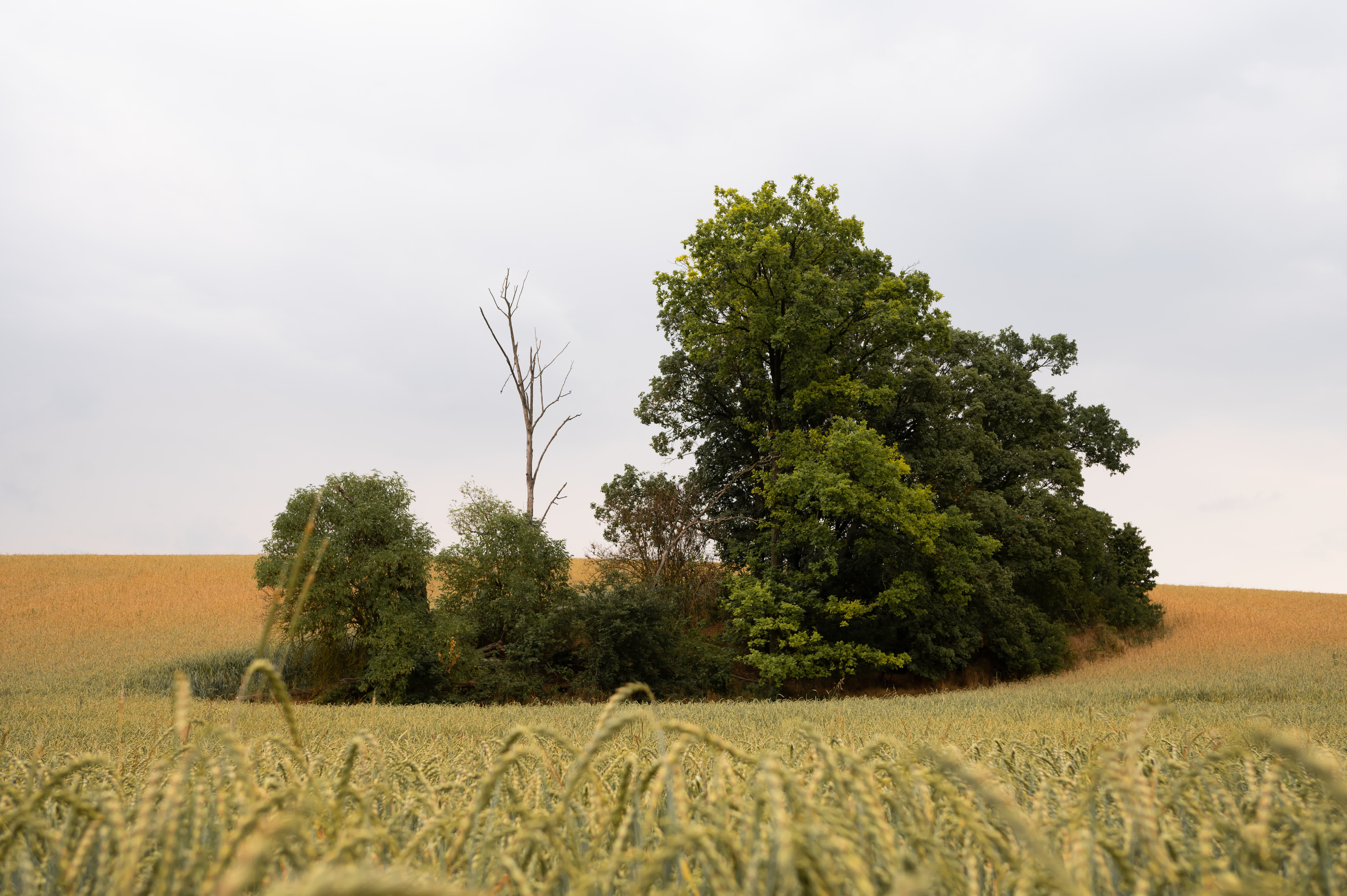 Insel aus Bäumen inmitten eines bestellten Feldes im Sommer