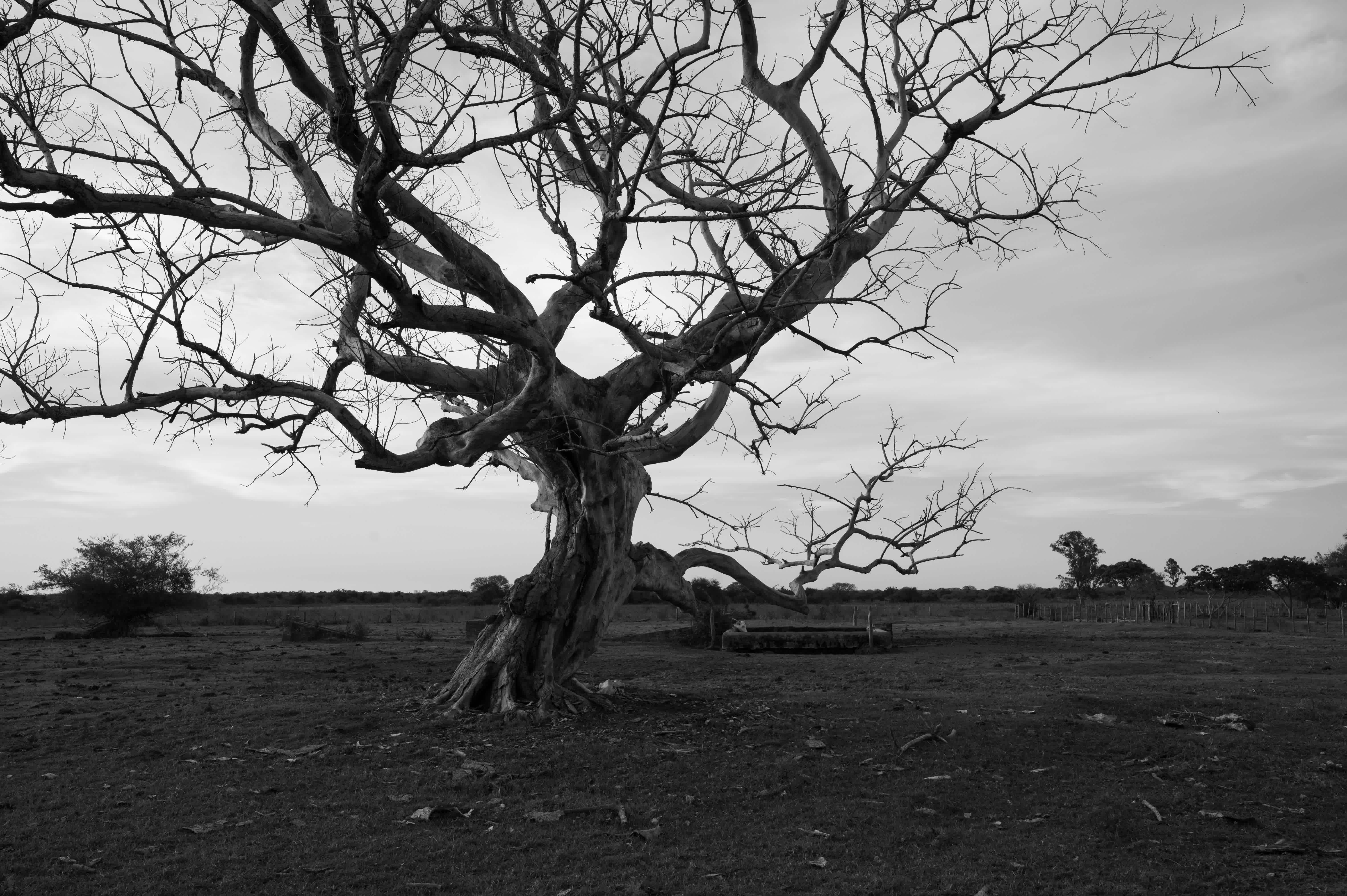 Toter Baum mit verzweigten Ästen auf einer Weide in schwarz-weiß