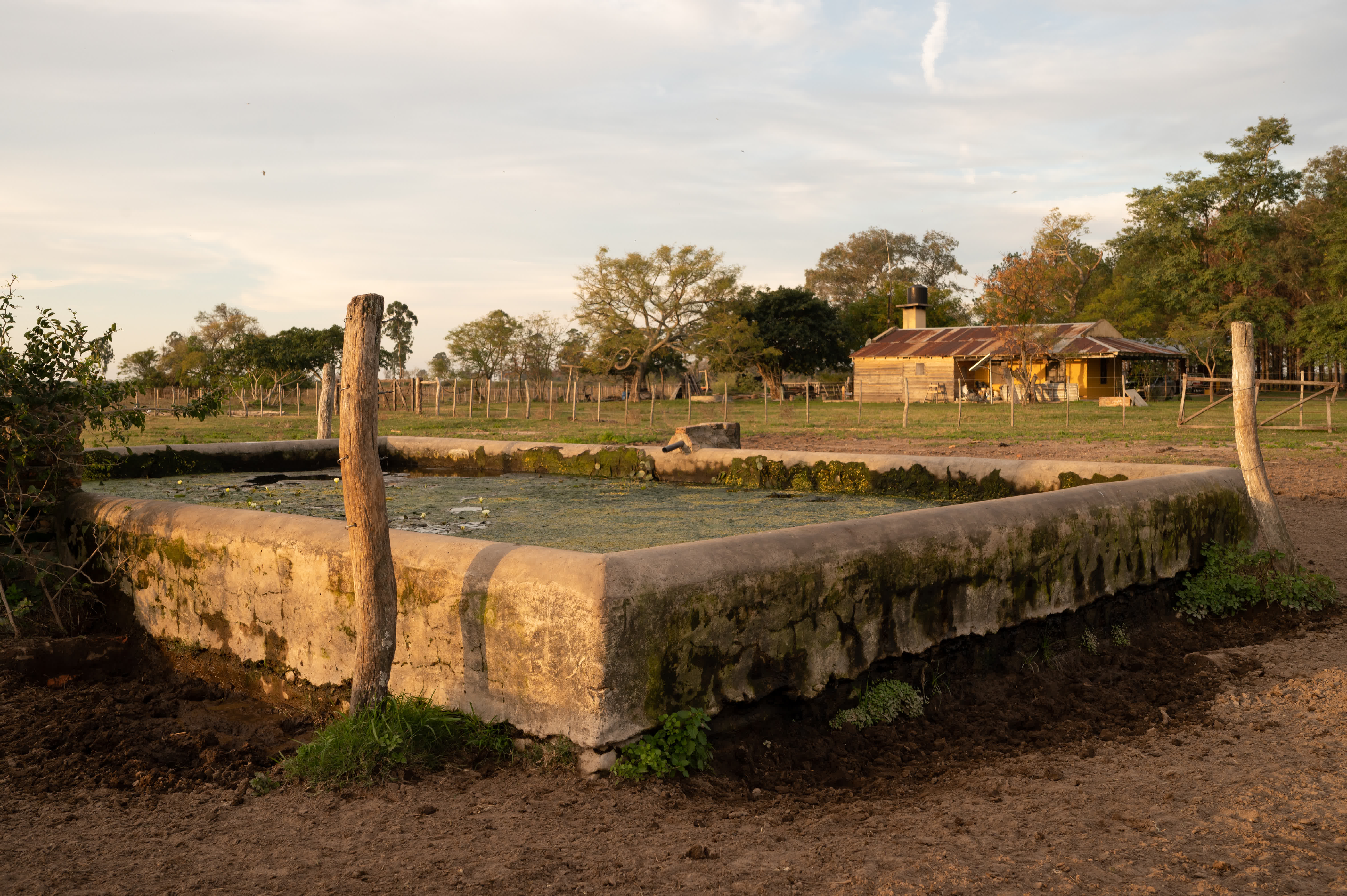 Tränke für Kühe im Sonnenuntergang auf einer Weide