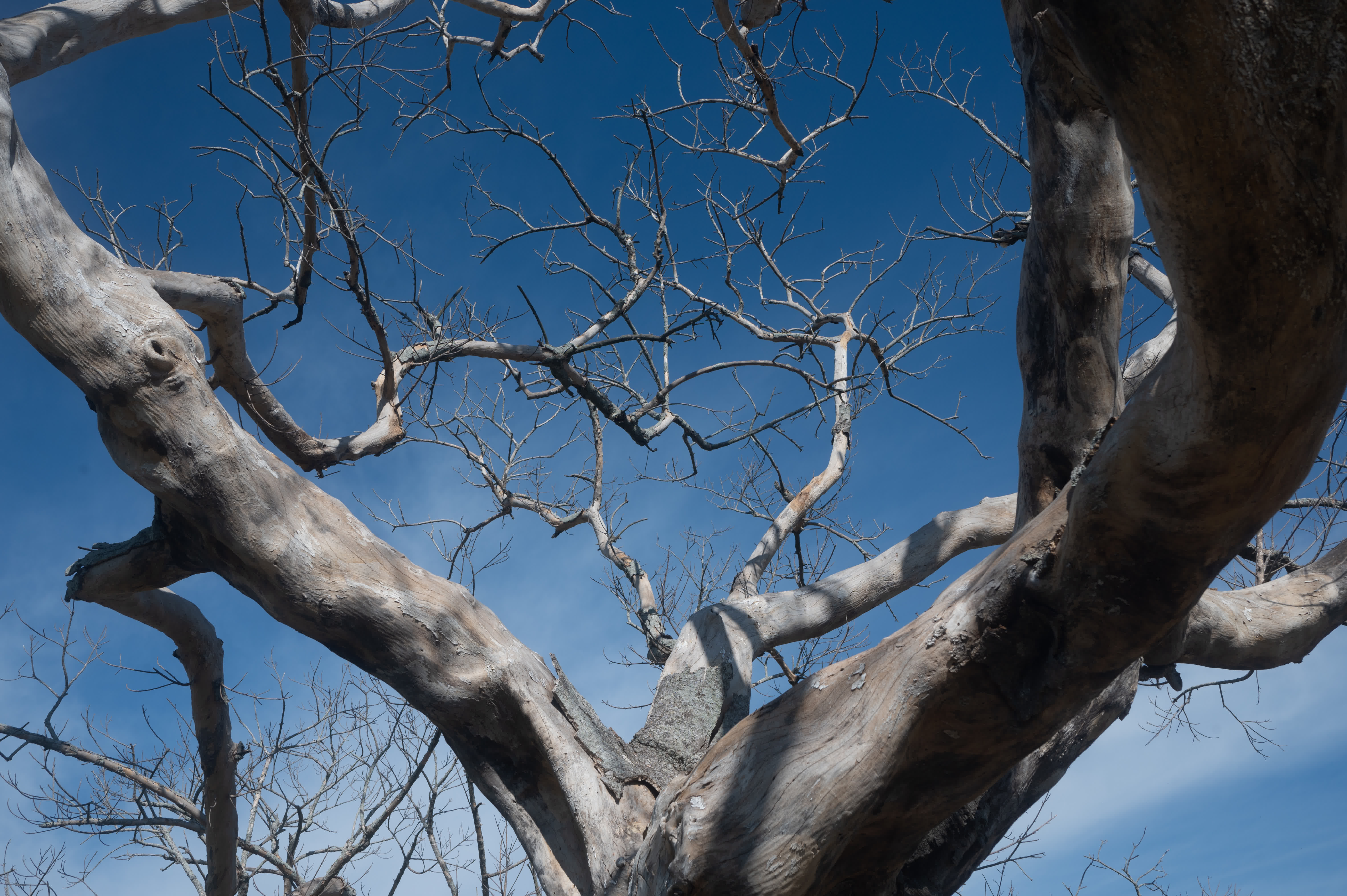 Verästelung eines toten Baumes vor blauem Himmel